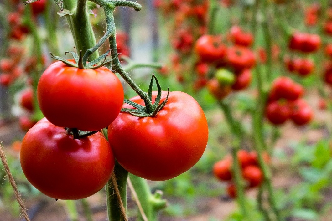 A close-up of tomatoes. 